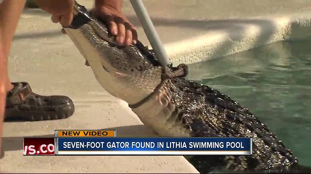 Gator found relaxing in residential swimming pool
