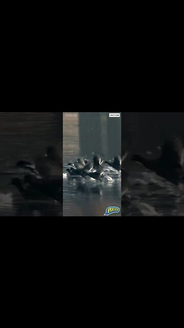 #birdwatching , All time great Bird Video, #youtubeshorts