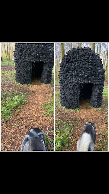 Smart husky's secret hideout