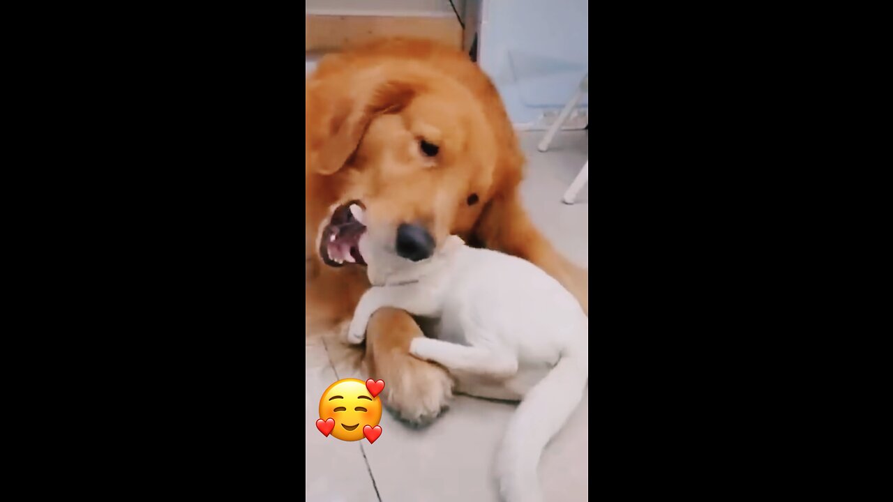 cute dogs and cats 🐈 enjoying 🥳