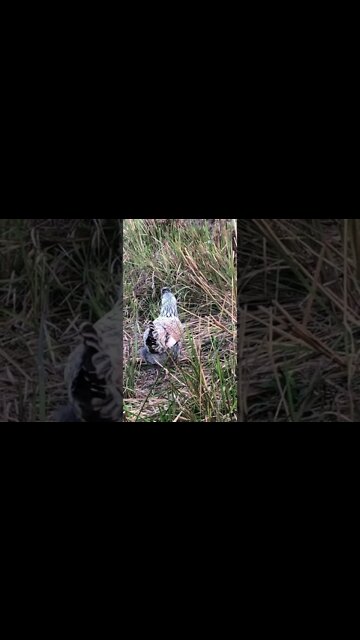 16 week araucana Wyandotte cross pullet