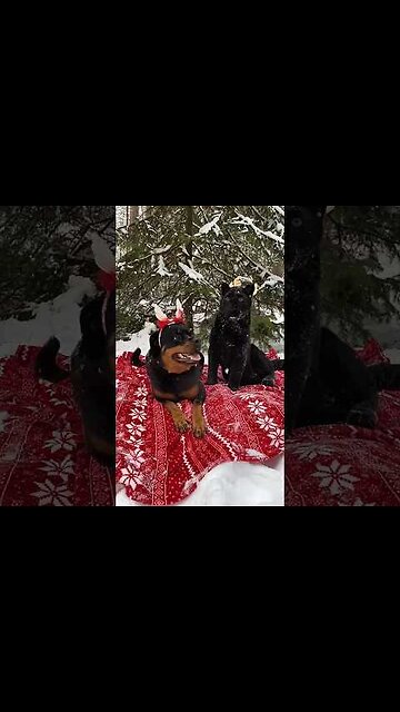 Winter mood ❄️🎄