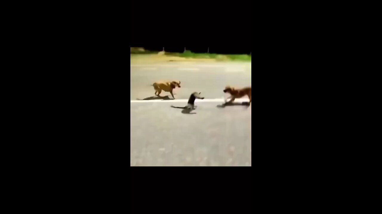 No fighting please😂😂🤣