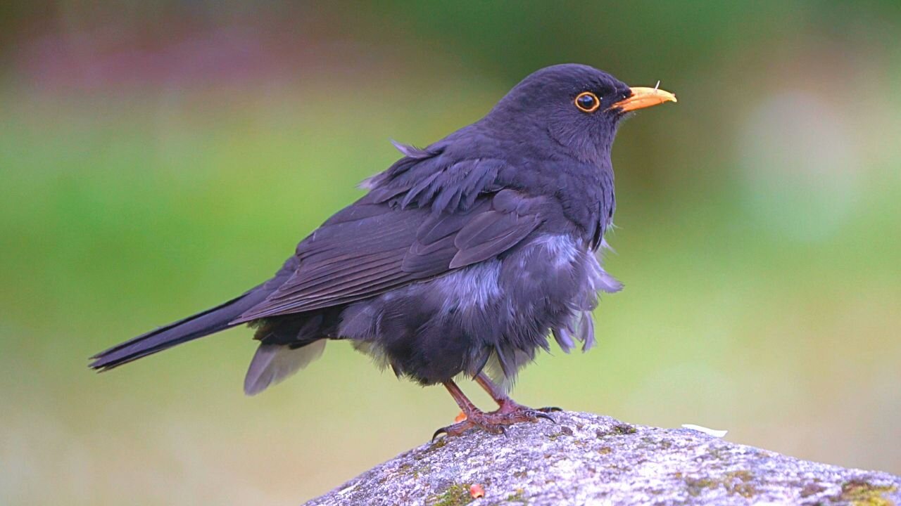 "Grooming is for Loosers", Molty the Blackbird