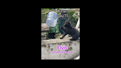 Kitten Elvis