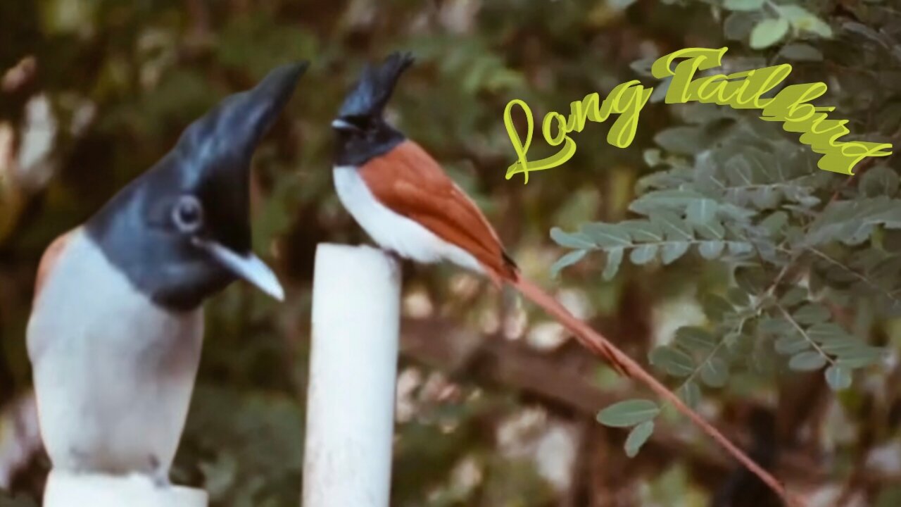 Long tail paradise Whydah-is super attractive bird