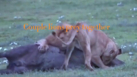 Husband and wife lion prey together, couple in animal kingdom