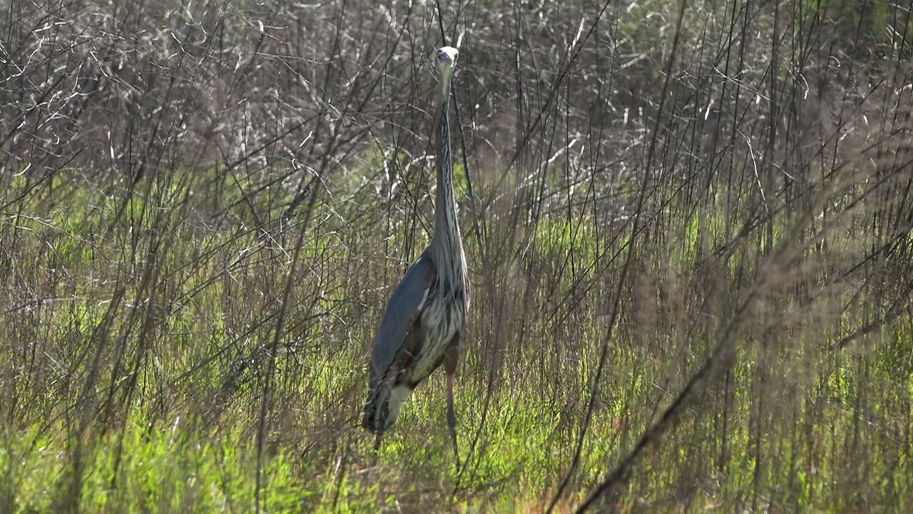 beautiful birds