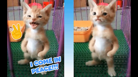Pet Life! Cutest Cats and Dogs in the World! 2021