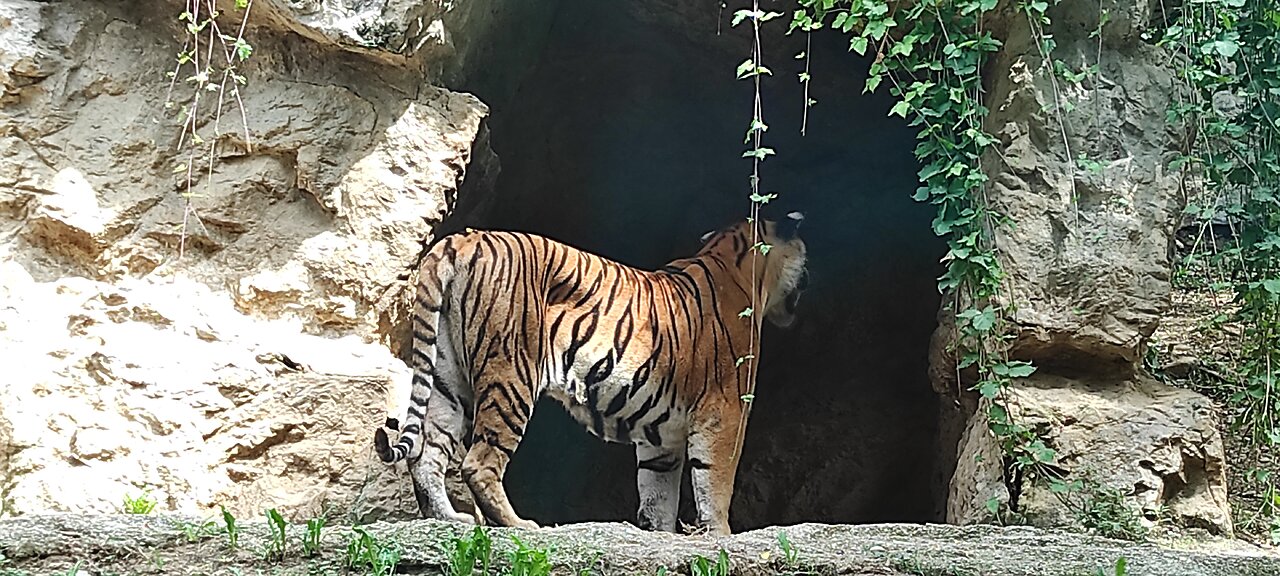 Tiger walking