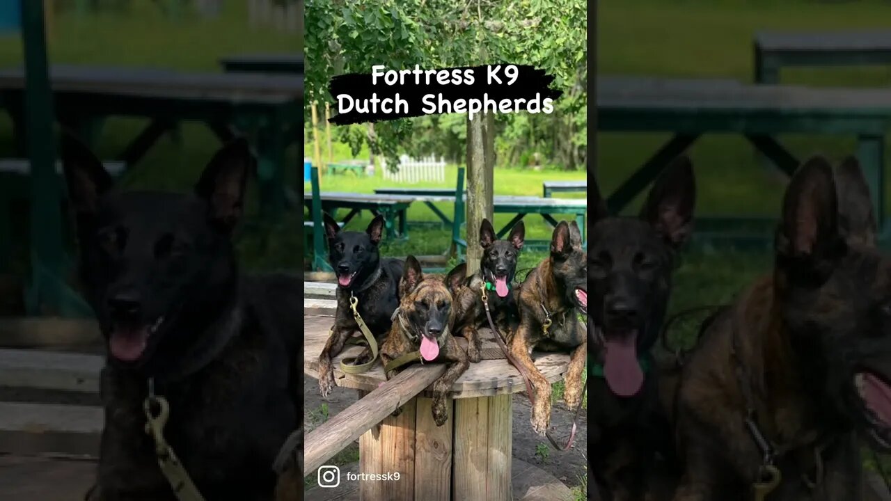 Dutch Shepherd puppies coming soon