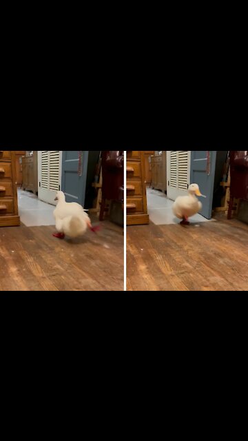 Duck hilariously runs back and forth throughout house