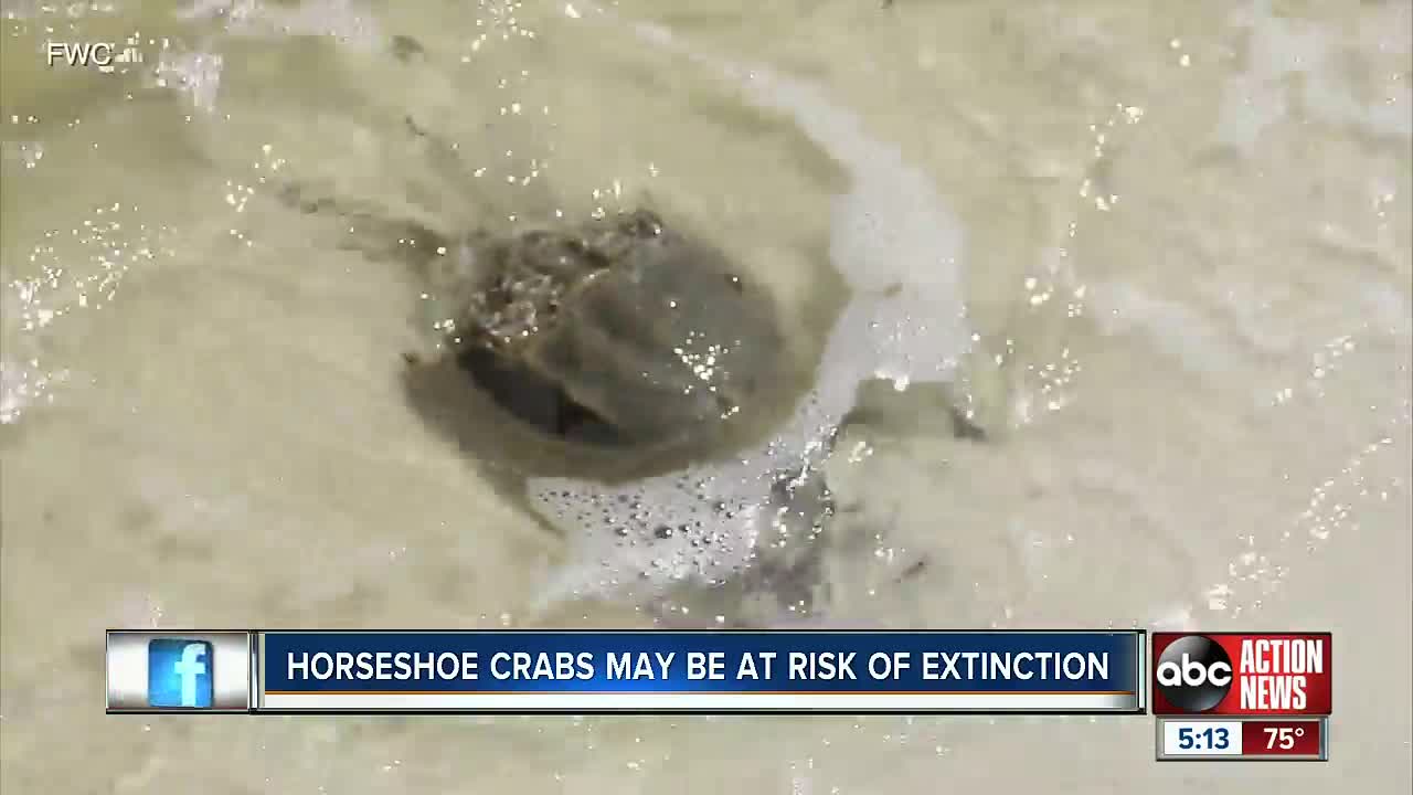 FWC needs your photos of where horseshoe crabs are to track populations