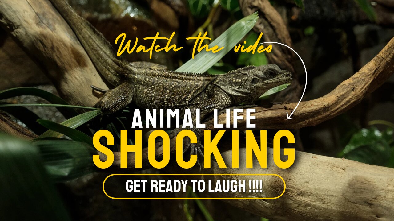 Animal Videos | Videos that will make you laugh all day long