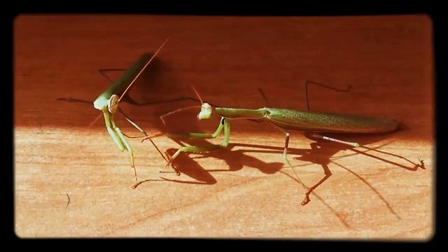 meeting of two praying mantises