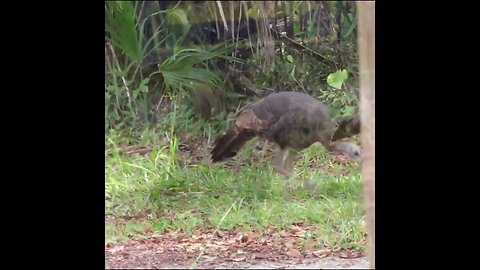 blue springs wildlife