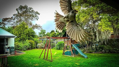 Noisy miner attack (AKA: "lesser swoopy boiz" swoop)