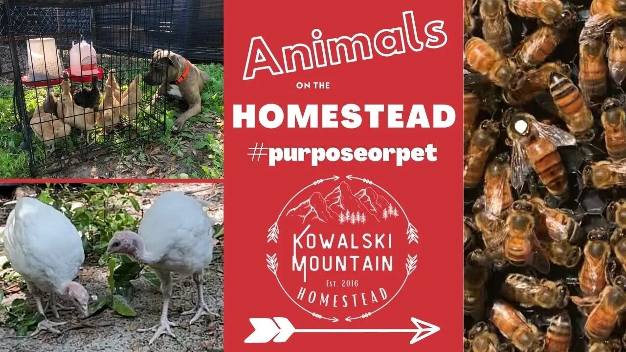 Animals on the Homestead | Purpose or Pet?