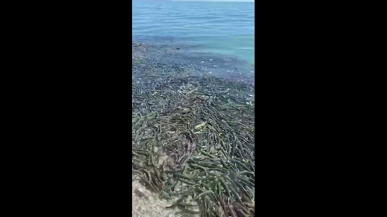 huge amount of fishes