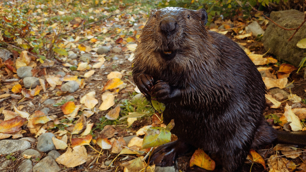 Beaver Walking On Land For Food Encounter