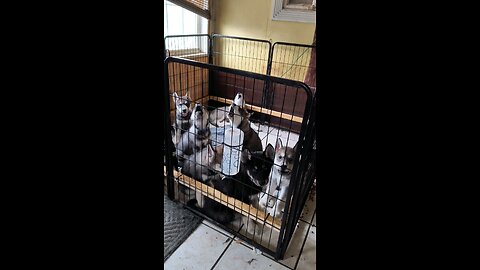 Wolfdog puppies howling