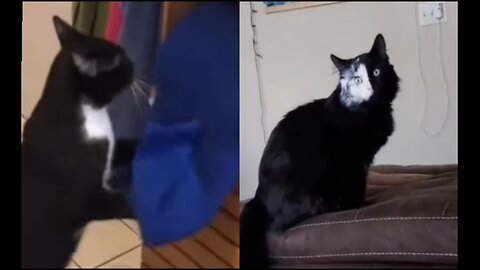 Funny animals 2023😆 - Funniest Cats and Dogs Video🐕🐈329 #shorts