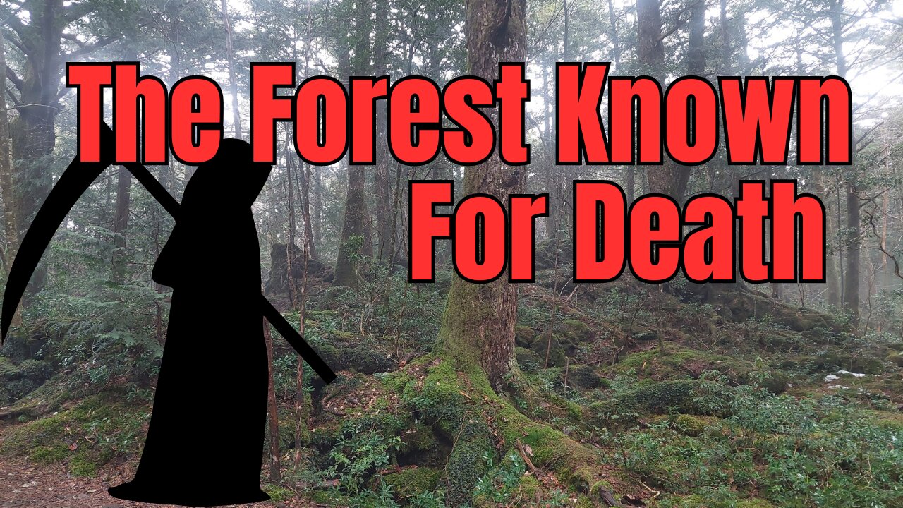 Hiking Japan's Aokigahara Forest - Beautiful, Haunted, & Feared