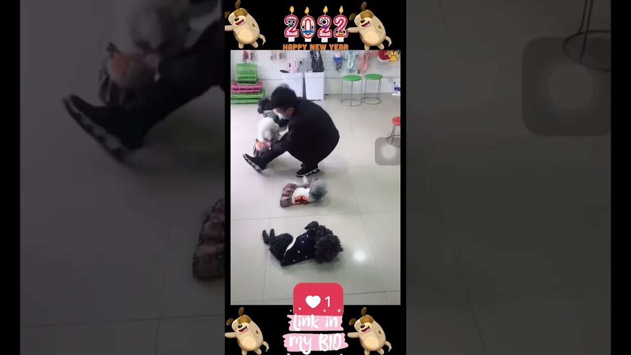 #14_ππΆπ #Baby #Dogs - #Cute and #Funny #Dog Video ππΆπ (#2022)