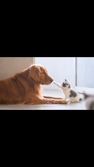 Cat Attitude | Whatsapp Status | Don't play with a Cat 😼😼