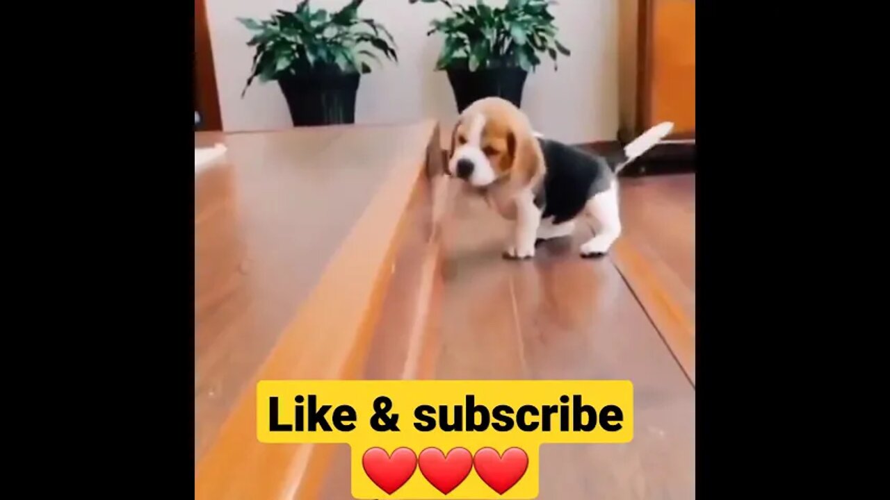 puppy trying to climb stairs 🐶puppy fall with stairs 🤣 #shorts, beagle first time