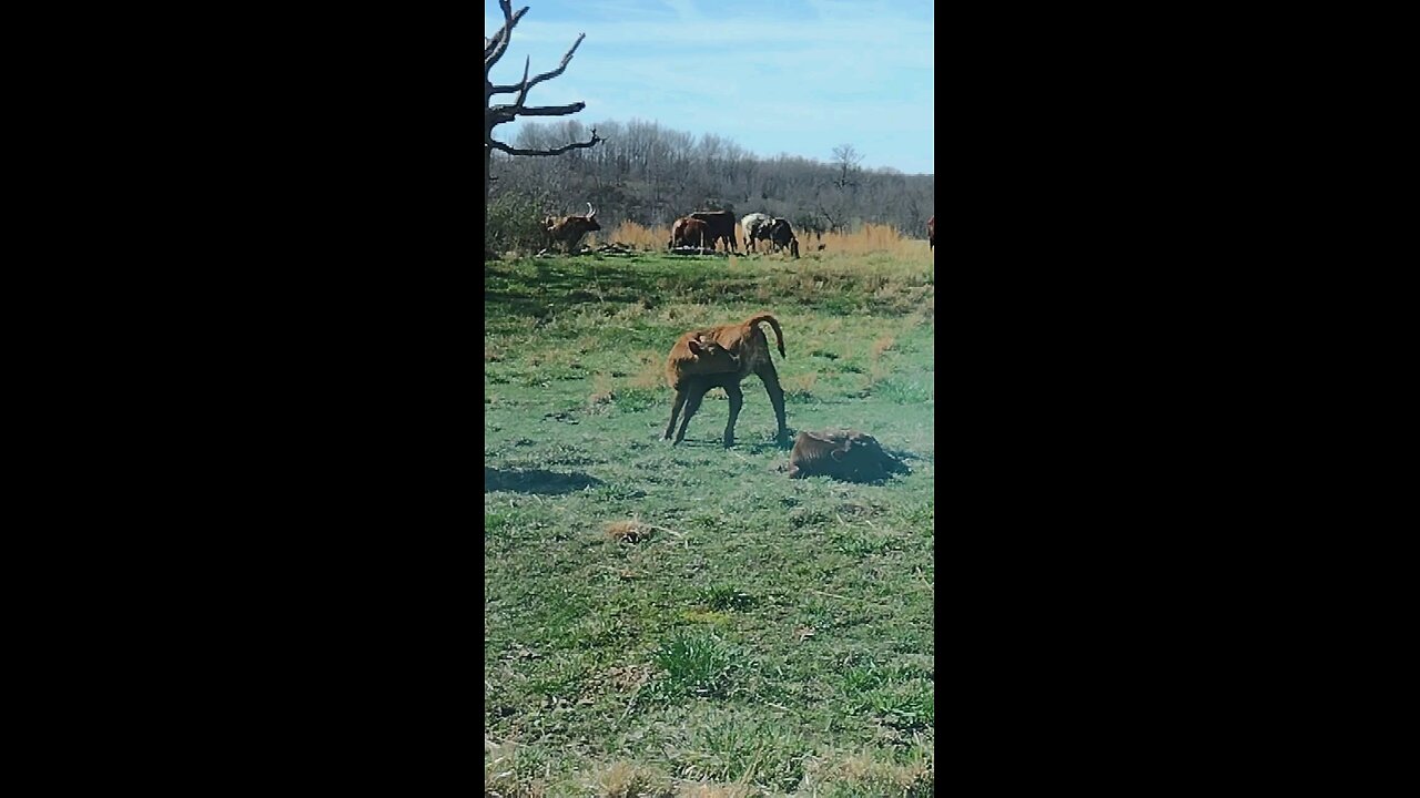 Itchy calf baby is so cute trying to scratch them hard to reach places.