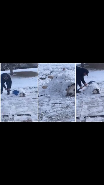 Magnificent husky play hide and seek with his owner