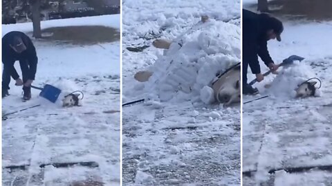 Magnificent husky play hide and seek with his owner