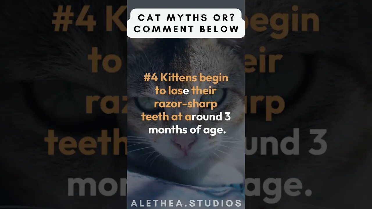#TRUTH ABOUT #cat #exposed pt10....... #shorts