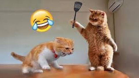 Funny Cats And Dogs Videos 😂
