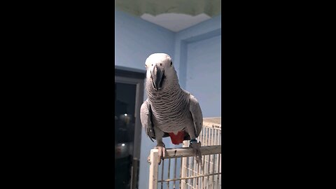 African Grey And Umbrella Cockatoo