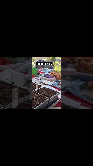 When your puppy 🐶 photo bombs your seed starting demo🤦‍♀️ #dog #gardening #seedstarting