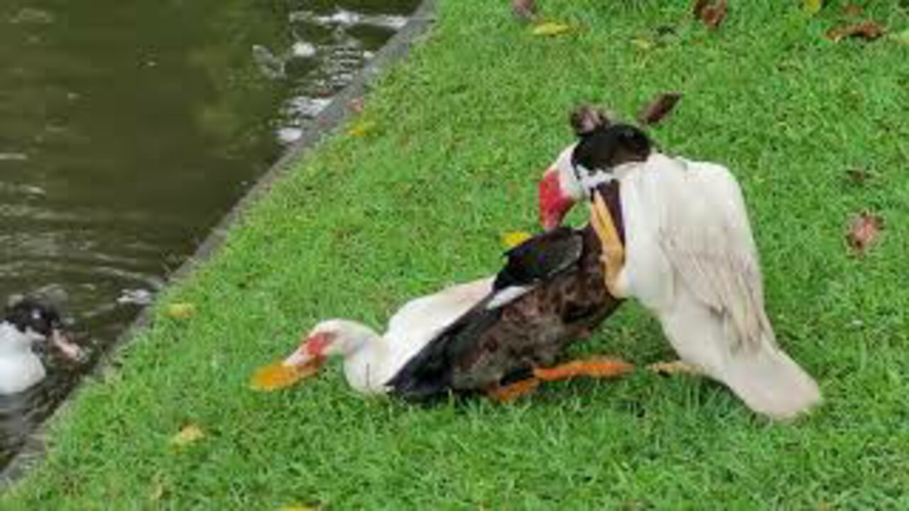 Curious ducks mating situation 2