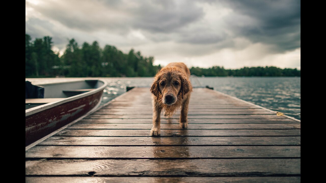 Dog tries to guess where the food is in the cups 🐶😂🤣