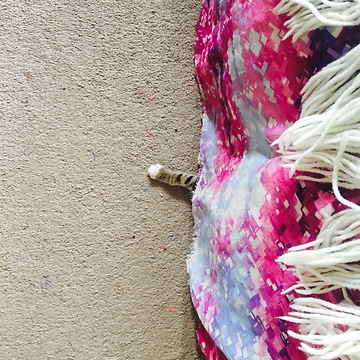 Kitten goes berserk for pipe cleaner toy