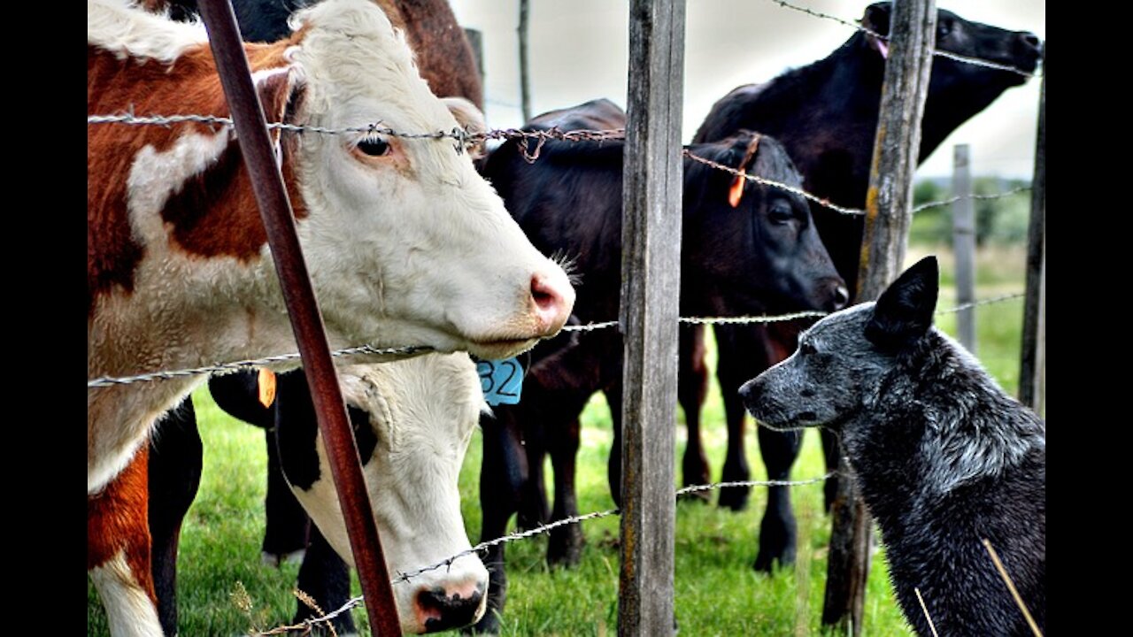 You Won't Believe what OAKLEY (The Cow) Did!