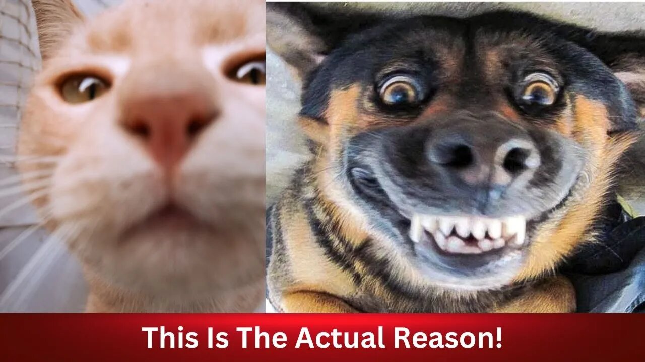 7 Actual Reasons That's Why Cats Are Better Than Dogs!