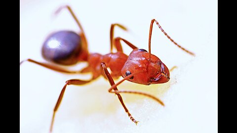 Ants are small and lovely animals that help each otherr