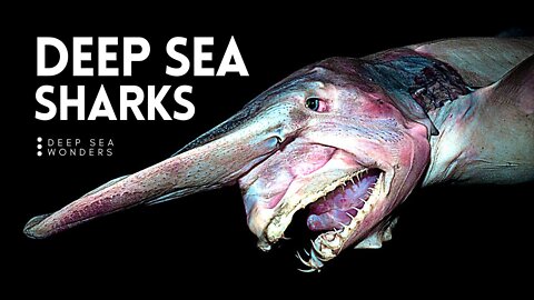 This Is Why Sharks Get Creepier The Deeper You Go