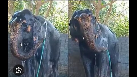 "Elephant's Spa Day: Playful Pachyderm Takes a Refreshing Bath!"