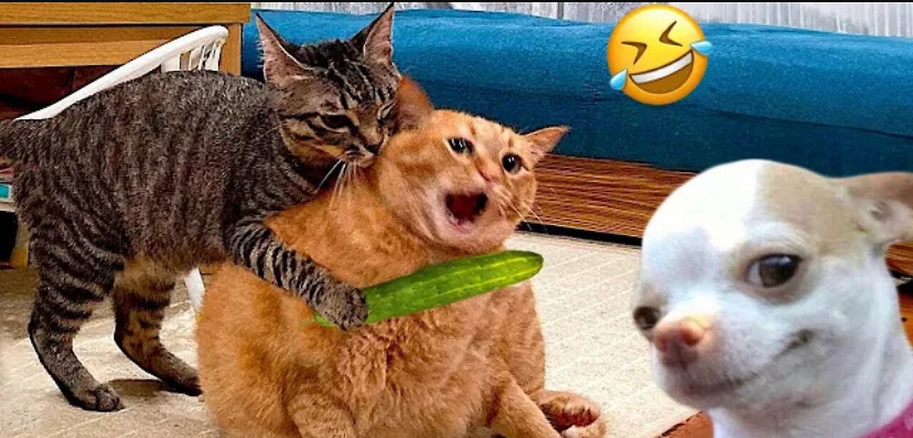 Funny Cat and Dog video compilations 🤣 (MUST WATCH) #FUNNYVIDEO