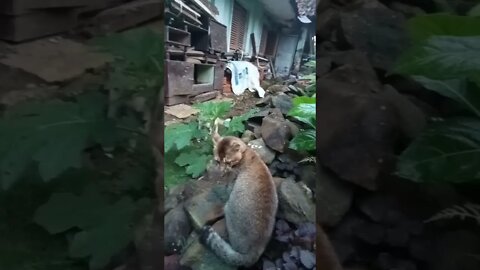 Countrycat#shortvideo#kucingviral#hiburan