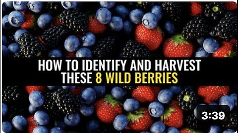 How to identify and harvest these 8 wild berries