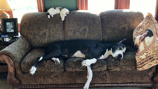 Great Danes and Cat Enjoy Lazy Day in the Art Studio