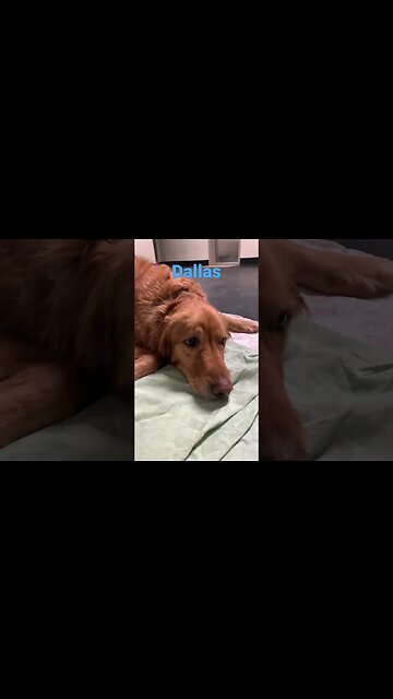 [Shorts 0187] DALLAS [#dogs #doggos #doggies #puppies #dogdaycare]